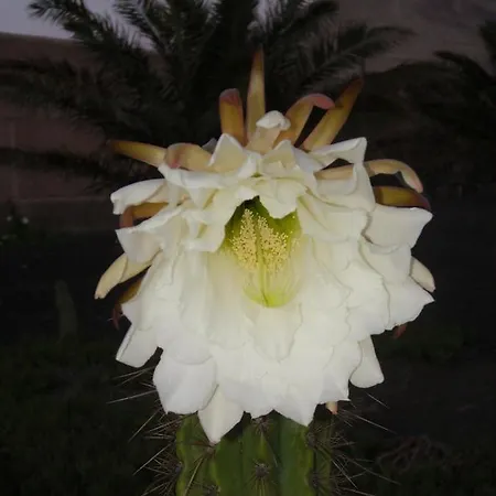Casa La Tahonilla Tias
