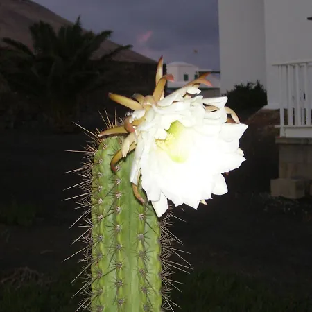 Casa La Tahonilla Апартаменты *