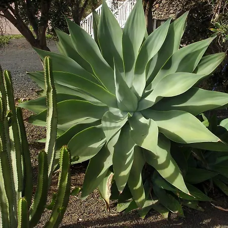 Casa La Tahonilla Appartamento Tías