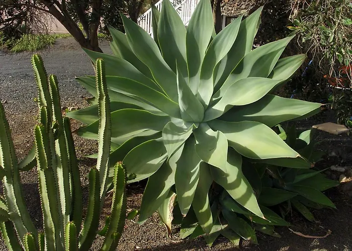 Casa La Tahonilla Lejlighed Tías